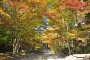 ใบไม้สีแดงบนภูเขาโกะยะ-ซาน