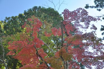 <p>Foliage next to&nbsp;Danjo Garan</p>