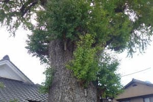 There&#39;s an ancient ginkgo tree here that&#39;s registered as an official natural monument&nbsp;
