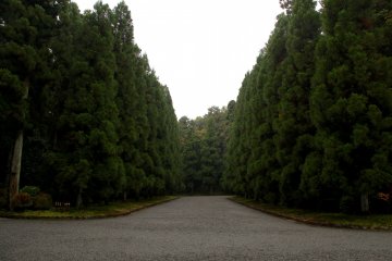 <p>The trees are absolutely beautiful</p>
