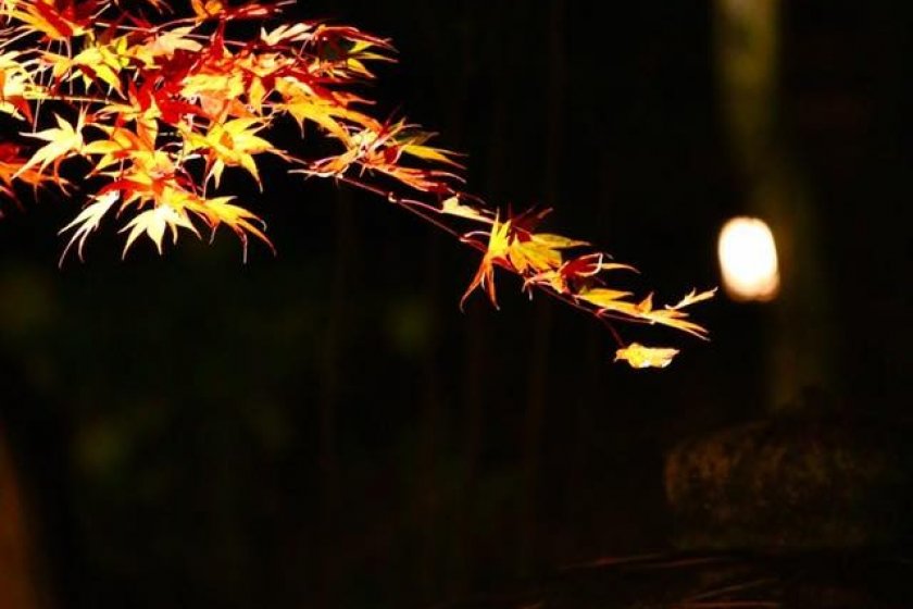 Lantern and leaves