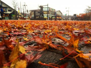 Momiji leaves cover the path at a bus station in Nikko.