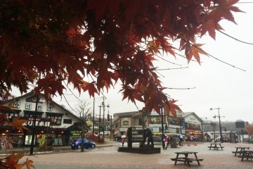 <p>Red momiji light up a rainy day in November.</p>