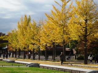 There are gingkos in both the paid and free sections of the park