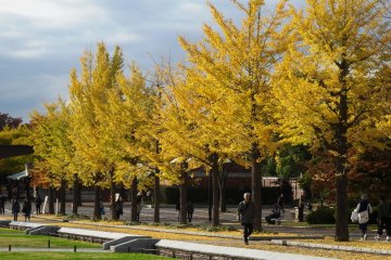 <p>There are gingkos in both the paid and free sections of the park</p>