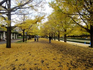 The gingko trees are one of the more photogenic spots in Showa Kinen