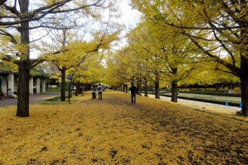 <p>The gingko trees are one of the more photogenic spots in Showa Kinen</p>