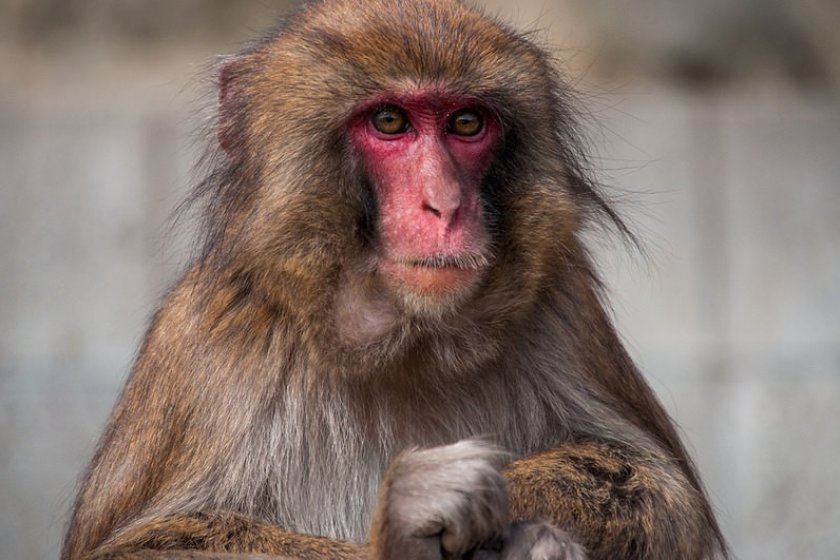 Un singe au Monkey Center d'Awaji