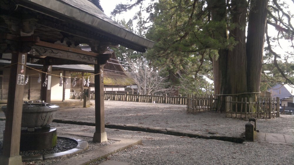 Chōzuya (mata air untuk penyucian) dan sebuah pohon cedar raksasa di teras depan kuil