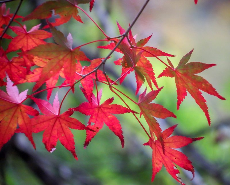 Followed by these blood red leaves