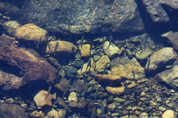 <p>Japanese mountain fish (big ones!) can be seen in the crystal clear waters of the Amano River</p>