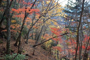 <p>Fiery foliage along an abandoned trail above Mitarai Falls</p>