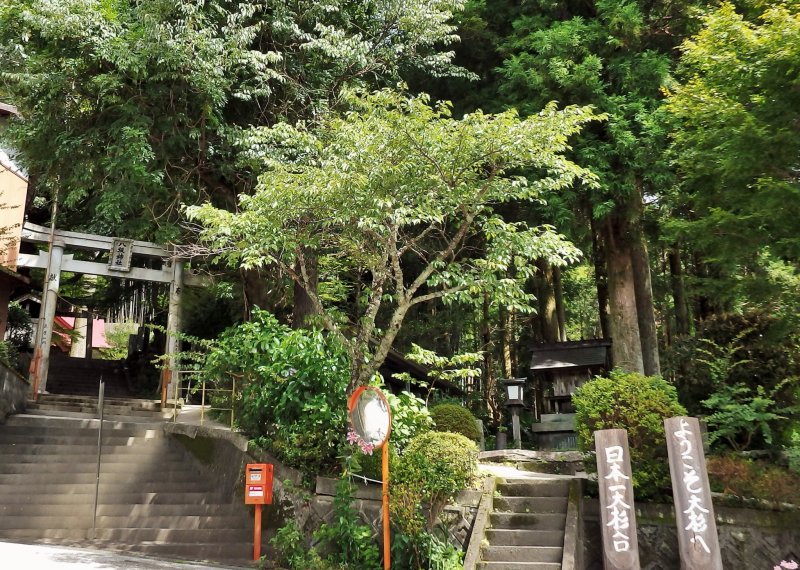 <p>From the street, the trees are (mostly) hidden within the forest surrounding the shrine.</p>
