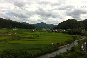 looking over rice fields