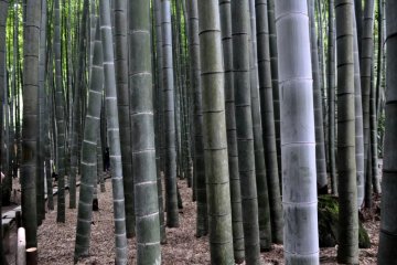 Moso Bamboo grove