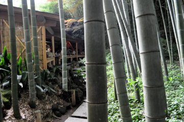 Tea house set in bamboo grove