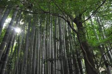 The filtering canopy of the bamboo grove