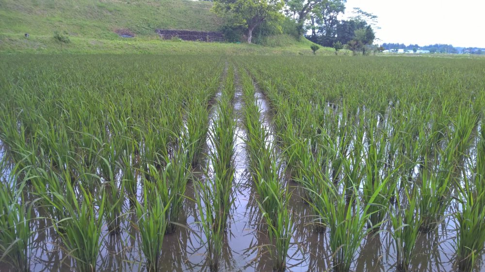 Les plants de riz après quelques semaines
