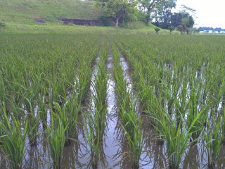 The rice plants after a few weeks