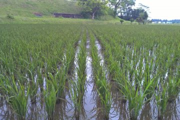 <p>The rice plants after a few weeks</p>