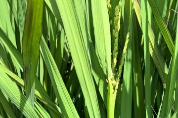 <p>After about 2 months the rice kernels start to appear</p>