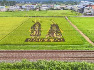 This rice field art is made by planting different types of rice to make this great picture