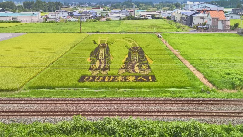 <p>This rice field art is made by planting different types of rice to make this great picture</p>