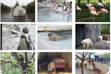 <p>Asahiyama Zoo</p>