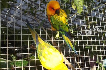 Hanging out at Kakegawa bird park