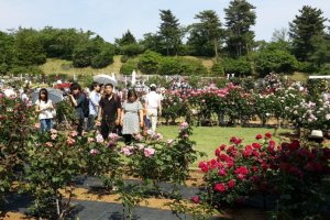 Taman bunga mawar di Kawasaki