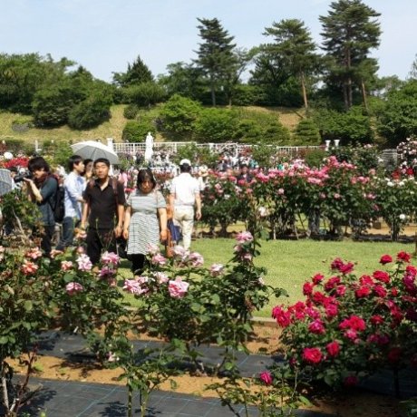 Taman Bunga Mawar di Kawasaki