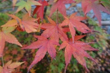 <p>Crimson leaves in the garden</p>