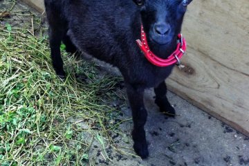 A little goat bleats a greeting. Hello little goat