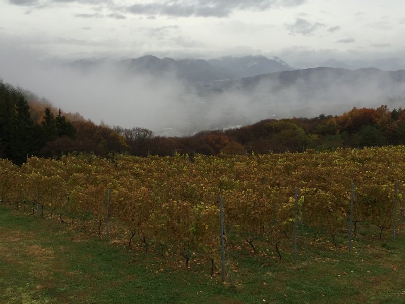 <p>Foggy valley in the distance as we looked out over the vines</p>