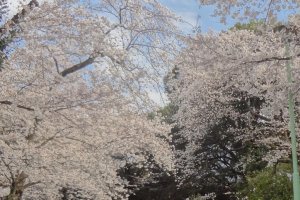 元町公園の桜並木