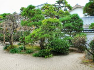 Coniferous trees in the temple garden
