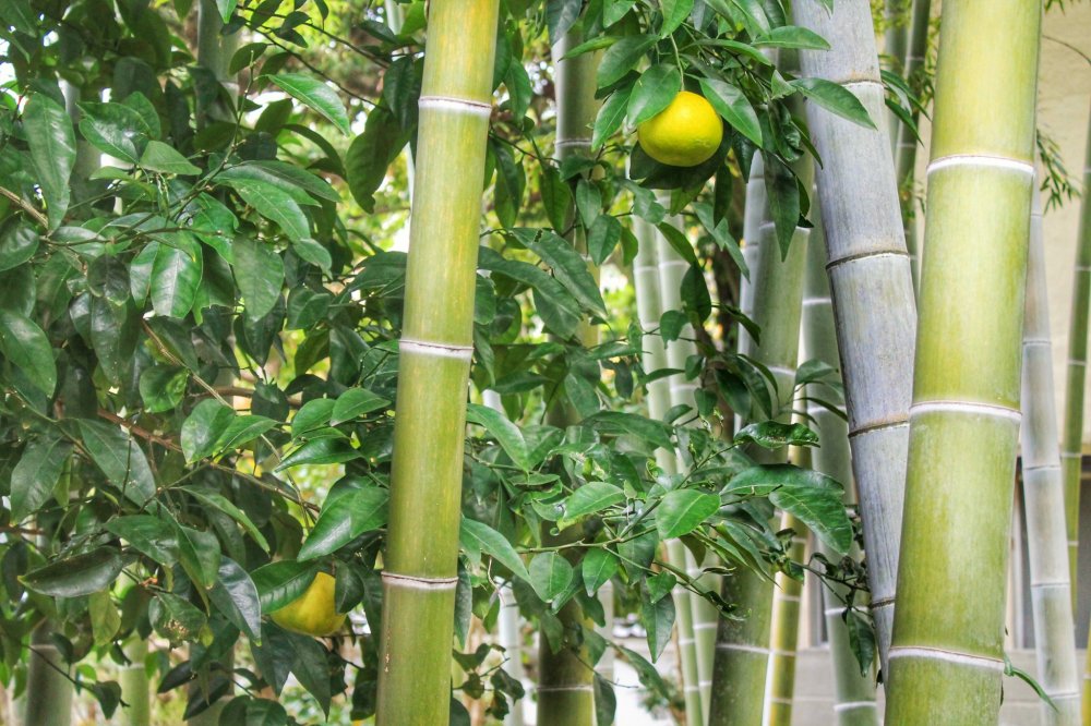 A tree with citrus fruits growing among the bamboo invites you to take an interesting picture
