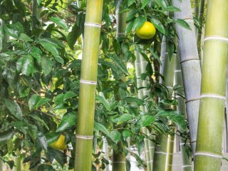 A tree with citrus fruits growing among the bamboo invites you to take an interesting picture
