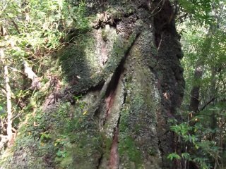 One of the ancient trees
