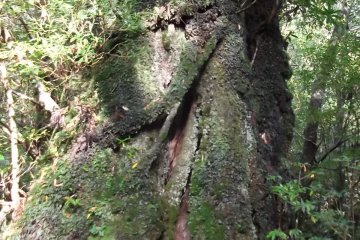 <p>One of the ancient trees</p>
