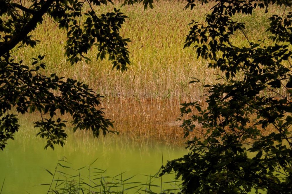 Un étang jaune-vert