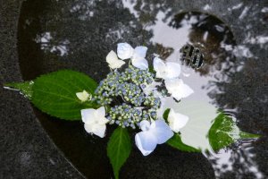 A hydrangea floating in a stone basin