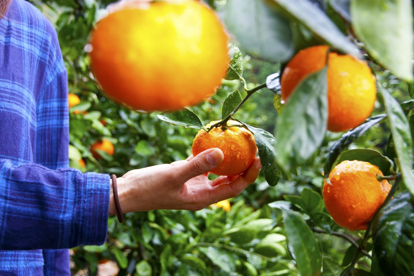 ส้มผลใหญ่ สดใหม่ อร่อย สามารถเก็บสดๆ จากต้นด้วยมือเปล่าๆ ได้เลย
