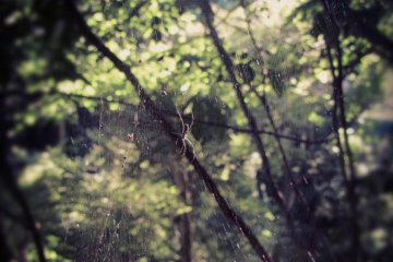 Spider webs decorate the forest.