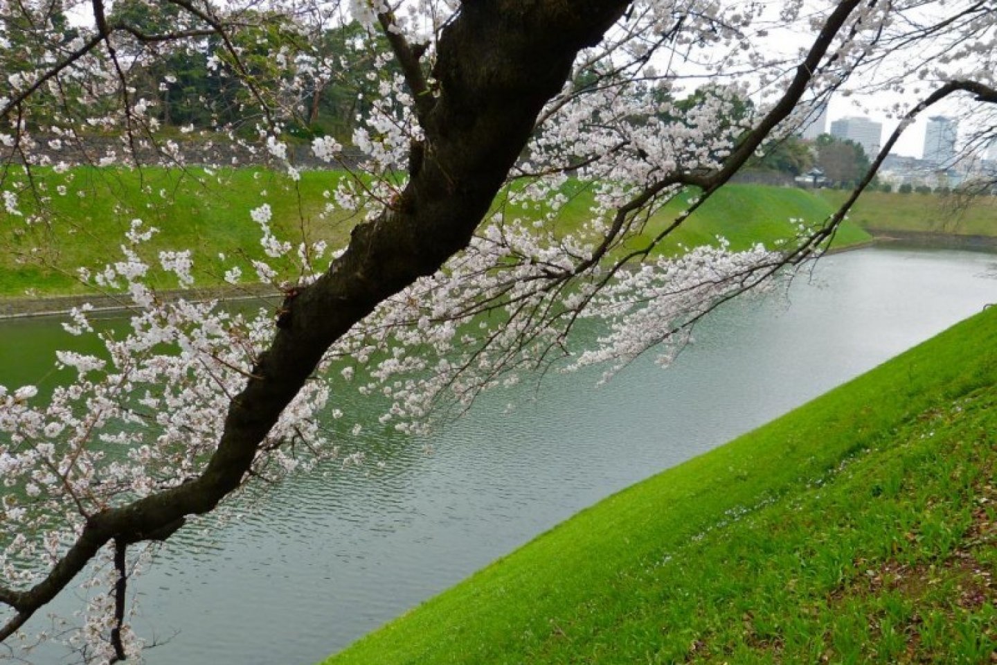 เส้นทางเดิน ชิโดะริกะฟุชิเป็นหนึ่งในสถานที่ที่ได้รับความนิยมมากในการชมดอกซากุระในญี่ปุ่น