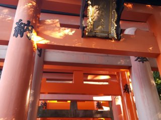 Just some of the thousands of red torii gates that stand on the mountain
