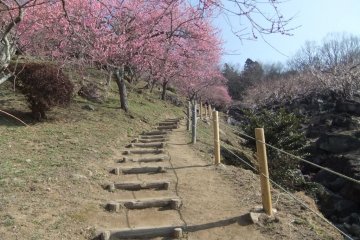 筑波山初春时节开放的梅花
