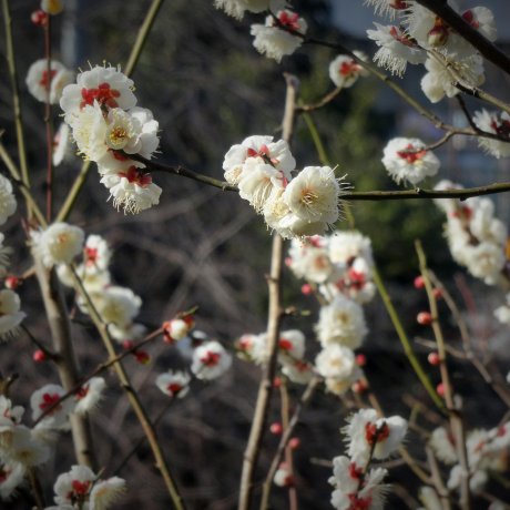 Early Plum Blossoms in Ikegami