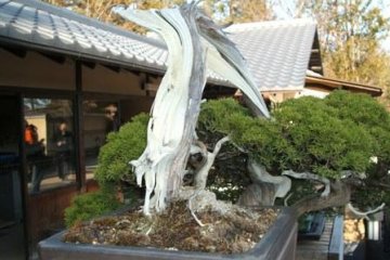 180 year old bonsai