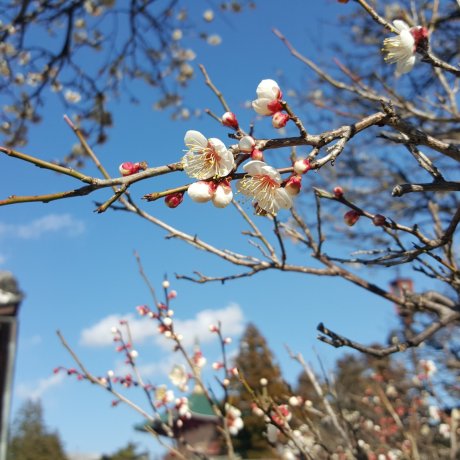 Beginnings of Spring at Naritasan